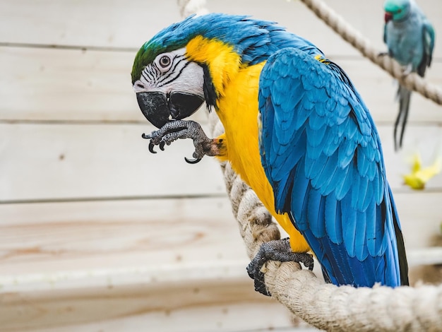 Papagaio fofo brilhante sentado em uma corda