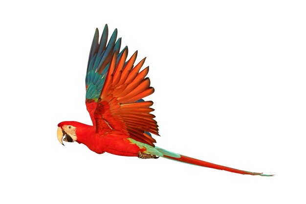 Foto papagaio greenwing macaw voador colorido isolado em fundo branco