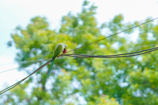 Papagaio indiano sentado no fio elétrico