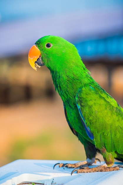 Papagaio, lindo pássaro, animal e animal de estimação no parque natural