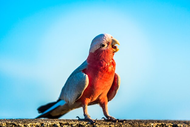 Papagaio, lindo pássaro, animal e animal de estimação no parque natural
