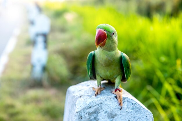 Papagaio, lindo pássaro, animal e animal de estimação