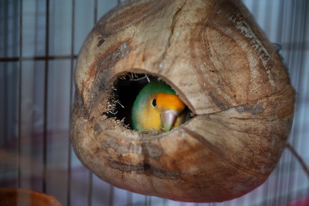 Papagaio Lovebird deitado no coco