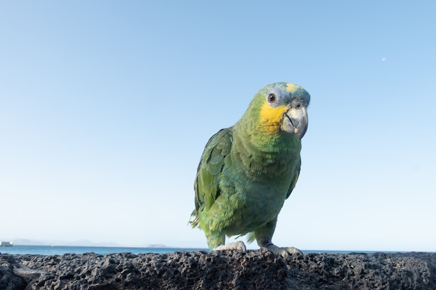 Foto papagaio multicolorido em rocha vulcânica