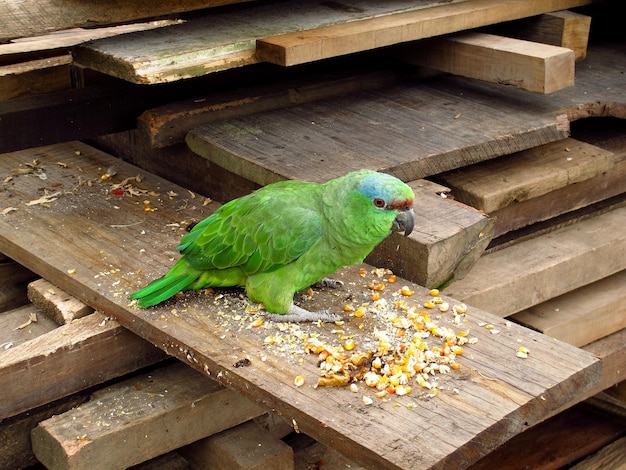 Papagaio no Rio Amazonas Peru América do Sul