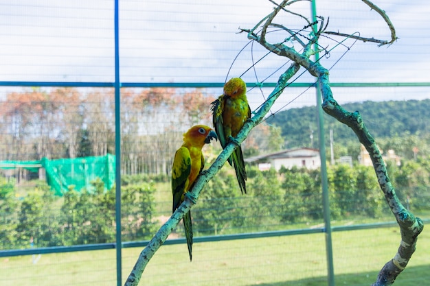 Papagaio no zoológico