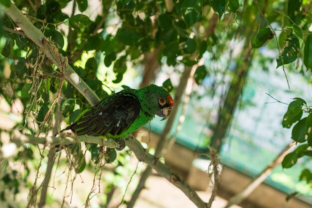 Papagaio no zoológico