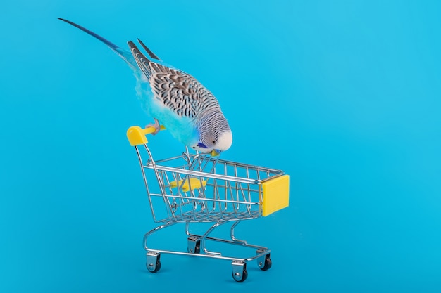 Papagaio ondulado azul no mini carrinho de compras