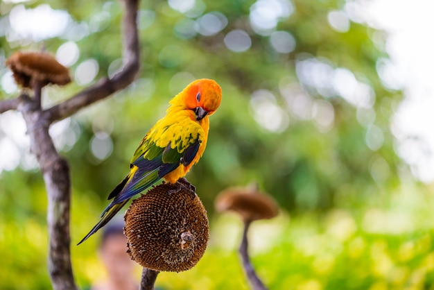 Papagaio, papagaio colorido, papagaio arara, arara colorida