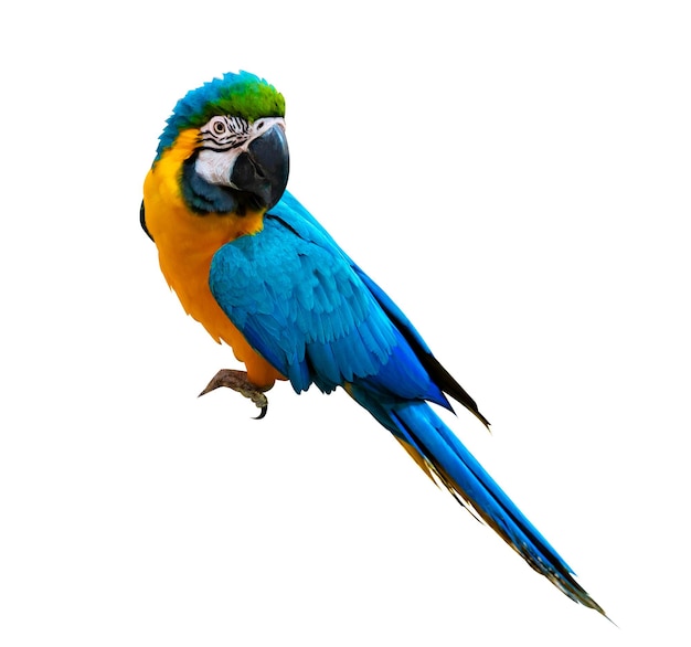 papagaio-papagaio-papagaio-papagaio-papagaio-papagaio-papagaio