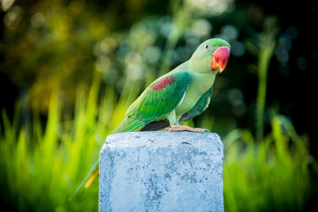 Papagaio, pássaro adorável, animal e animal de estimação da liberdade