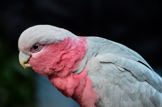 Papagaio pássaro tropical