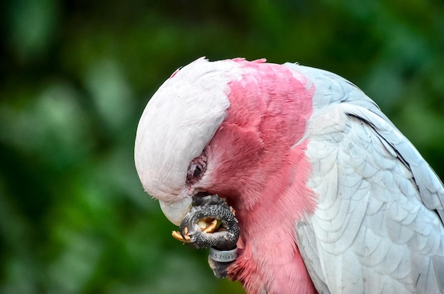 Papagaio pássaro tropical