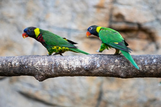 Papagaio Trichoglossus moluccanus pássaro Trichoglossus capitate com cores brilhantes