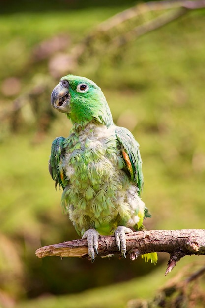 Papagaio verde bonito de perto