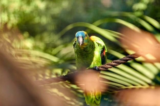 Papagaio verde com manchas amarelas e azuis empoleiradas em uma corda entre folhas de palmeira