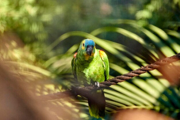 Papagaio verde com manchas amarelas e azuis empoleiradas em uma corda entre folhas de palmeira