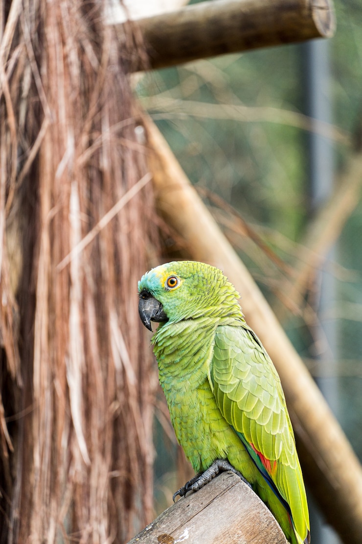 Foto papagaio, verde e amarelo, originário do brasil, em um bioparque.