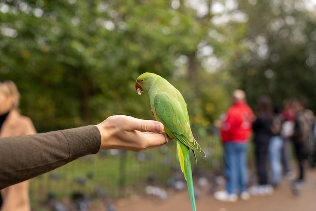 Papagaio verde sentado em uma mão e comendo nozes em um parque em Londres, Reino Unido.