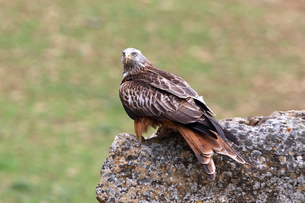 Papagaio vermelho, Milvus milvus, falcão, pipa