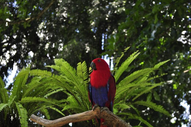 Foto papagaio vermelho