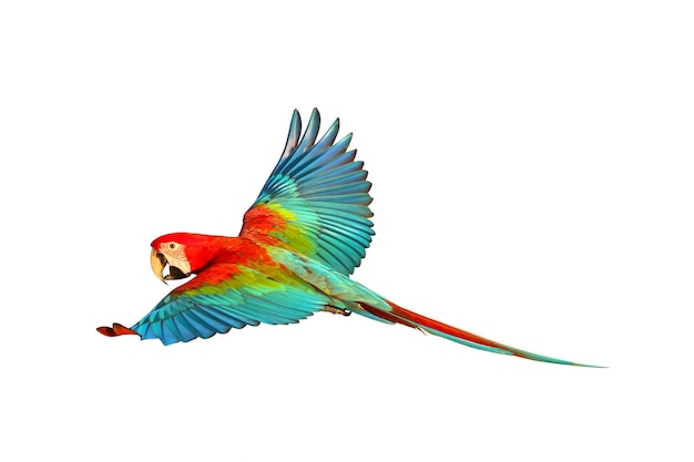 Papagaio voador colorido isolado em fundo branco