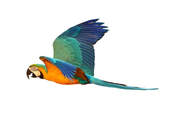 Papagaio voador colorido isolado no fundo branco.
