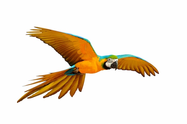 Papagaio voador colorido isolado no fundo branco