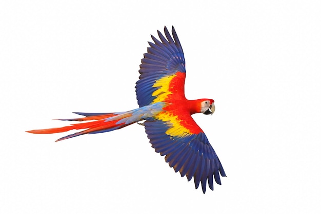 Papagaio voador escarlate colorido isolado em fundo branco