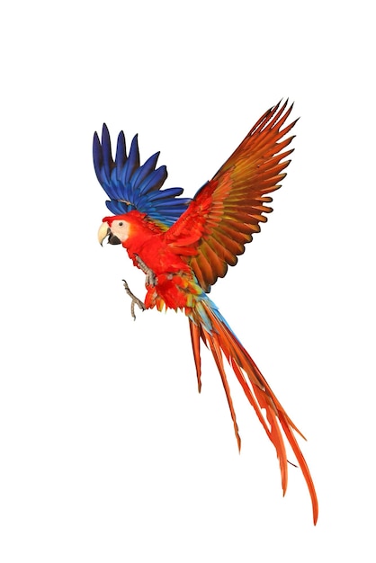Foto papagaio voador escarlate colorido isolado em fundo branco