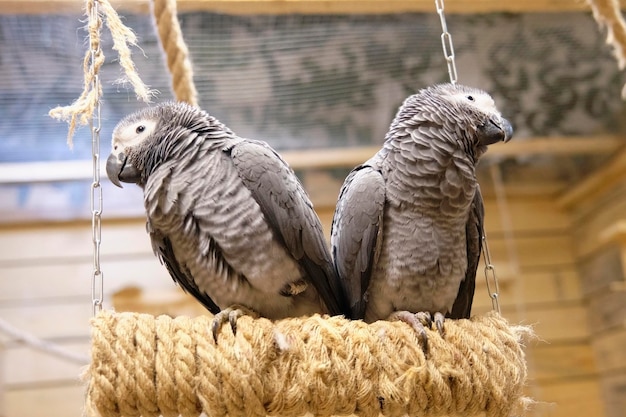 Papagaios cinzentos africanos sentados em um close-up de balanço.