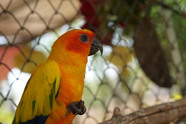 Papagaios coloridos no parque