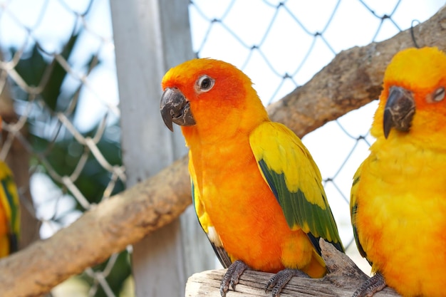 Papagaios coloridos no parque