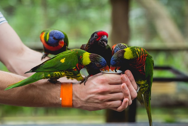 Papagaios comendo sementes da mão humana.