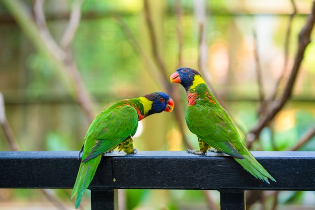 Papagaios de Lorikeet do arco-íris em um parque verde. Parque das aves, vida selvagem