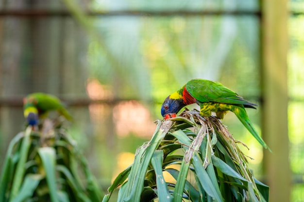 Papagaios de lorikeet do arco-íris em um parque verde. parque das aves, vida selvagem