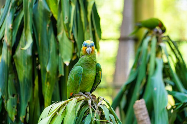 Papagaios de lorikeet do arco-íris em um parque verde.