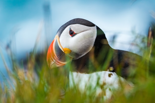 Foto papagaios-do-mar nas falésias de latrabjarg