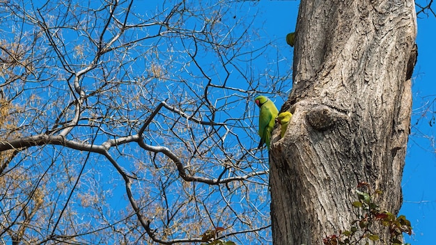 Papagaios em uma árvore em um parque da cidade