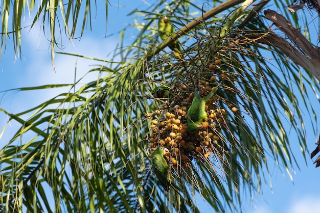 Papagaios papagaios alimentando-se de um coqueiro luz natural foco seletivo