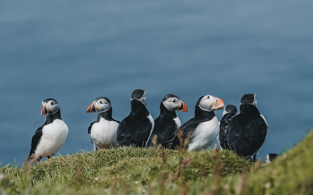 Foto los papagaios en la playa