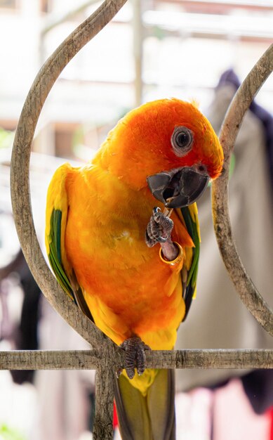 Papagaios Sun Cornure amarelo e verde Papagaios são criados de forma independente Pode voar quando necessário Pássaro bonito ou animal de estimação criado naturalmente Não enjaulado ou acorrentado capaz de voar livremente