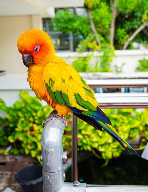 Foto papagaios sun cornure amarelo e verde papagaios são criados de forma independente pode voar quando necessário pássaro bonito ou animal de estimação criado naturalmente não enjaulado ou acorrentado capaz de voar livremente