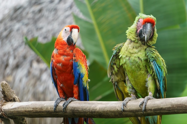 Papagaios tropicais na natureza