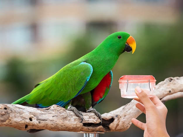 Papagaios verdes do eclectus e pássaro do forpus.