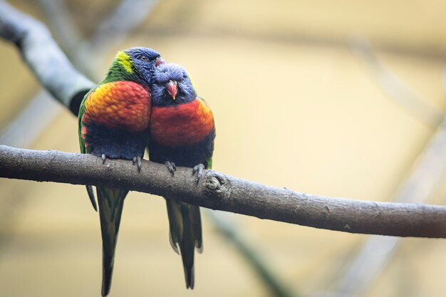 Jogos de acasalamento rainbow lorikeet. um papagaio desbotado gruda em uma  fêmea