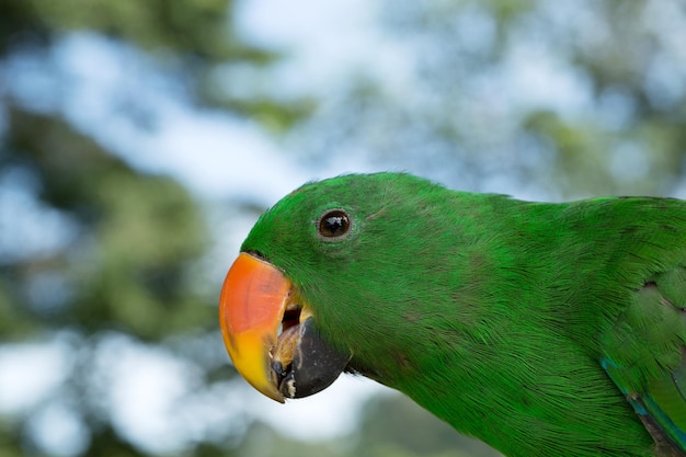 Papagayo