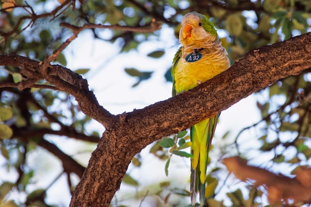 Papagei auf dem Baum im Park Zitadelle in Barcelona, Spanien. Der Park wird auch Ciutadella-Park genannt. Barcelona ist die Hauptstadt Kataloniens