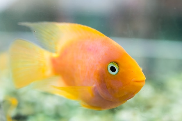 Foto papagei fisch. der aquarien-blutpapageienbuntbarsch (oder häufiger und früher als papageienbuntbarsch bekannt) ist eine hybride, von der angenommen wird, dass sie zwischen dem midas und dem rotkopfbuntbarsch liegt.