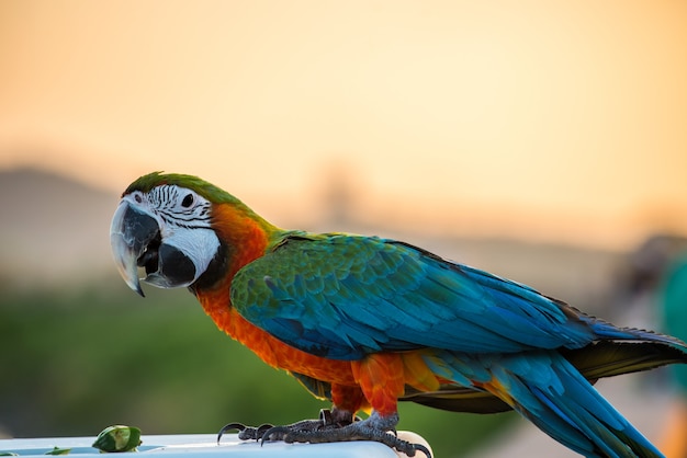 Papagei, schöner Vogel, Tier und Haustier im Naturpark